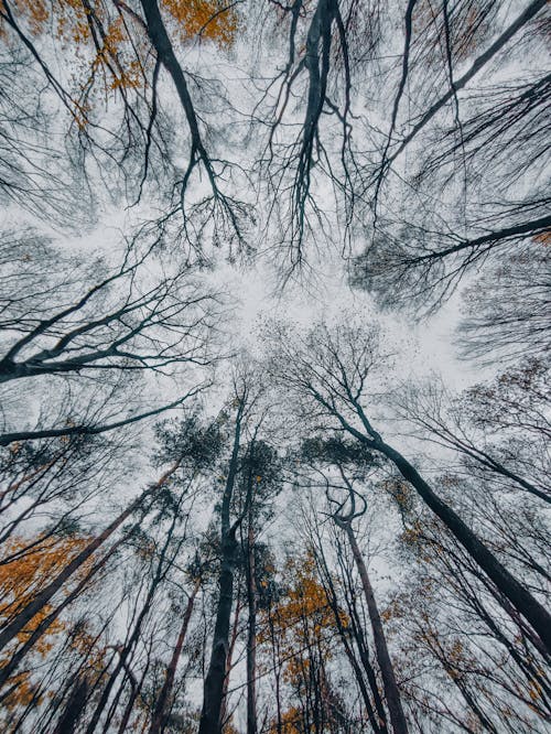 Základová fotografie zdarma na téma les, padání, podzim