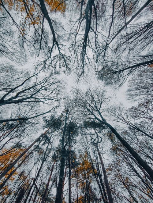 Free A stunning view of towering trees in a Polish forest during autumn, showcasing a majestic canopy. Stock Photo