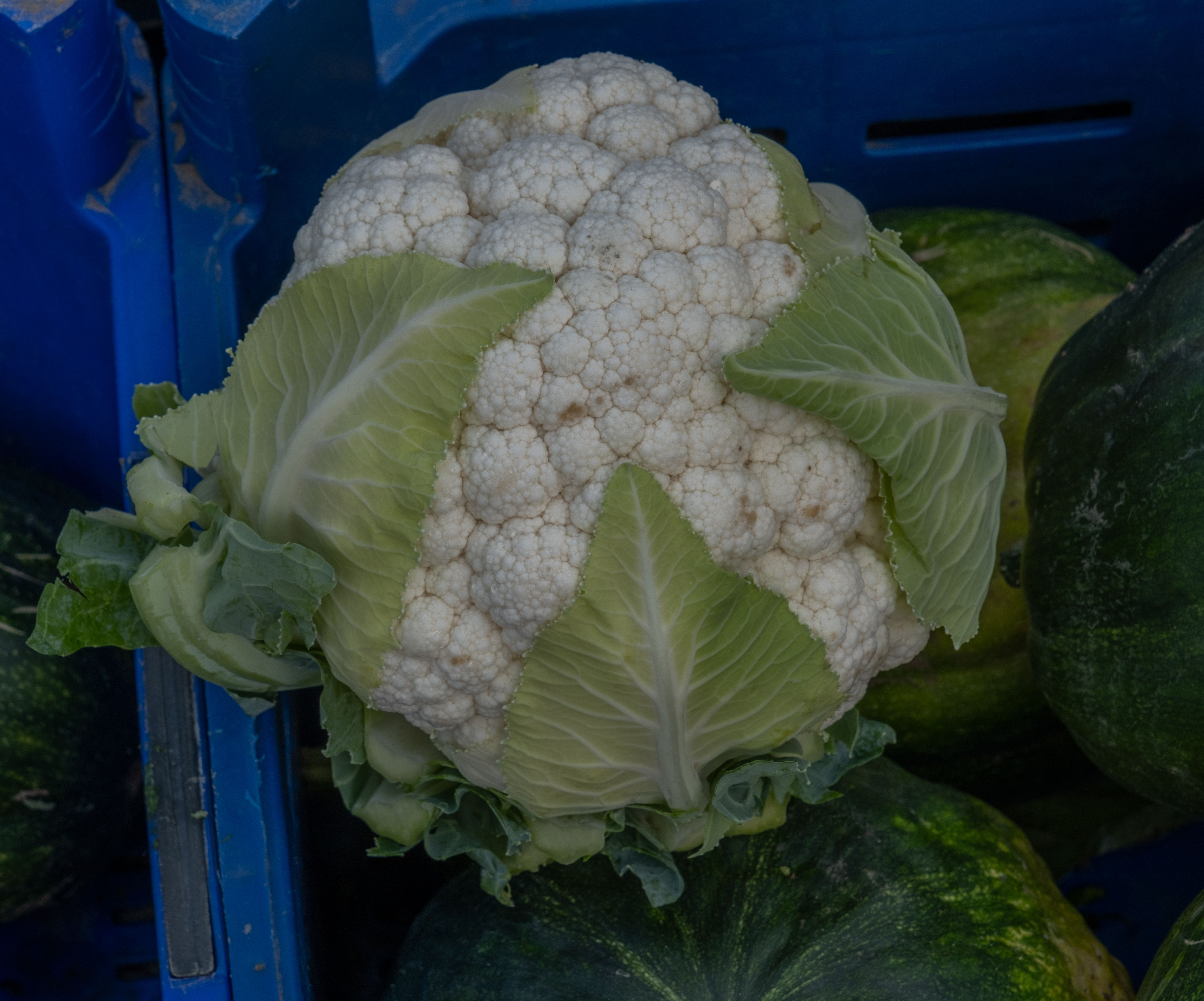 A bunch of cauliflower sitting in a blue crate · Free Stock Photo