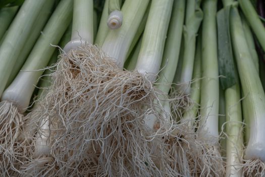 Close-up of freshly harvested leeks with roots displayed at a farmers market in İzmir, Türkiye.