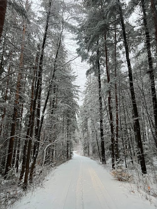 Snow on Dirt Road in Forest