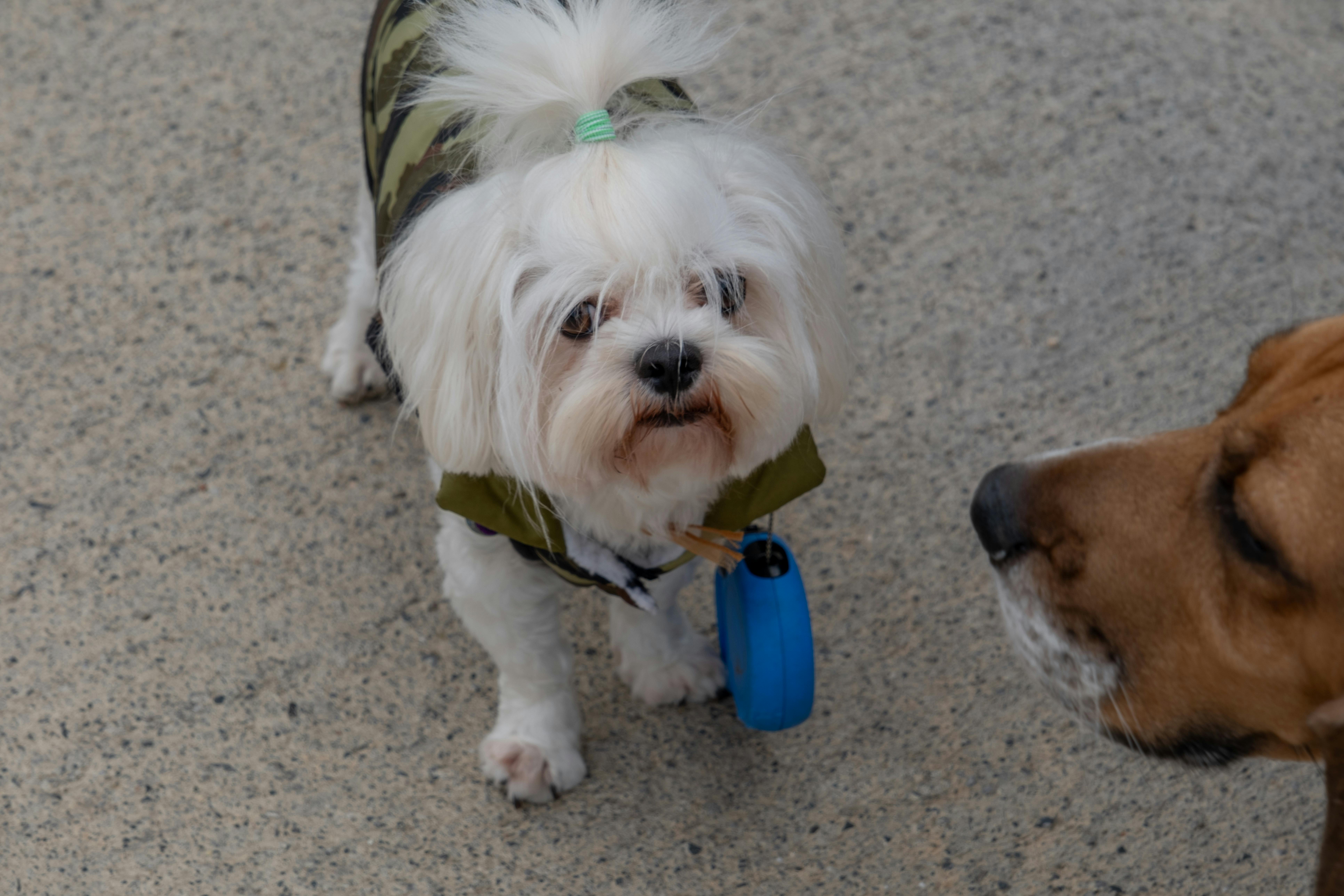 Maltese Dog in Clothes