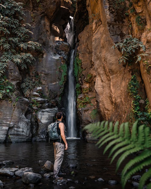 Immagine gratuita di acqua, cascata, felce