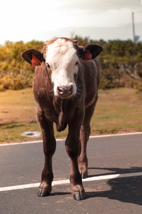 Cow Standing on a Road 