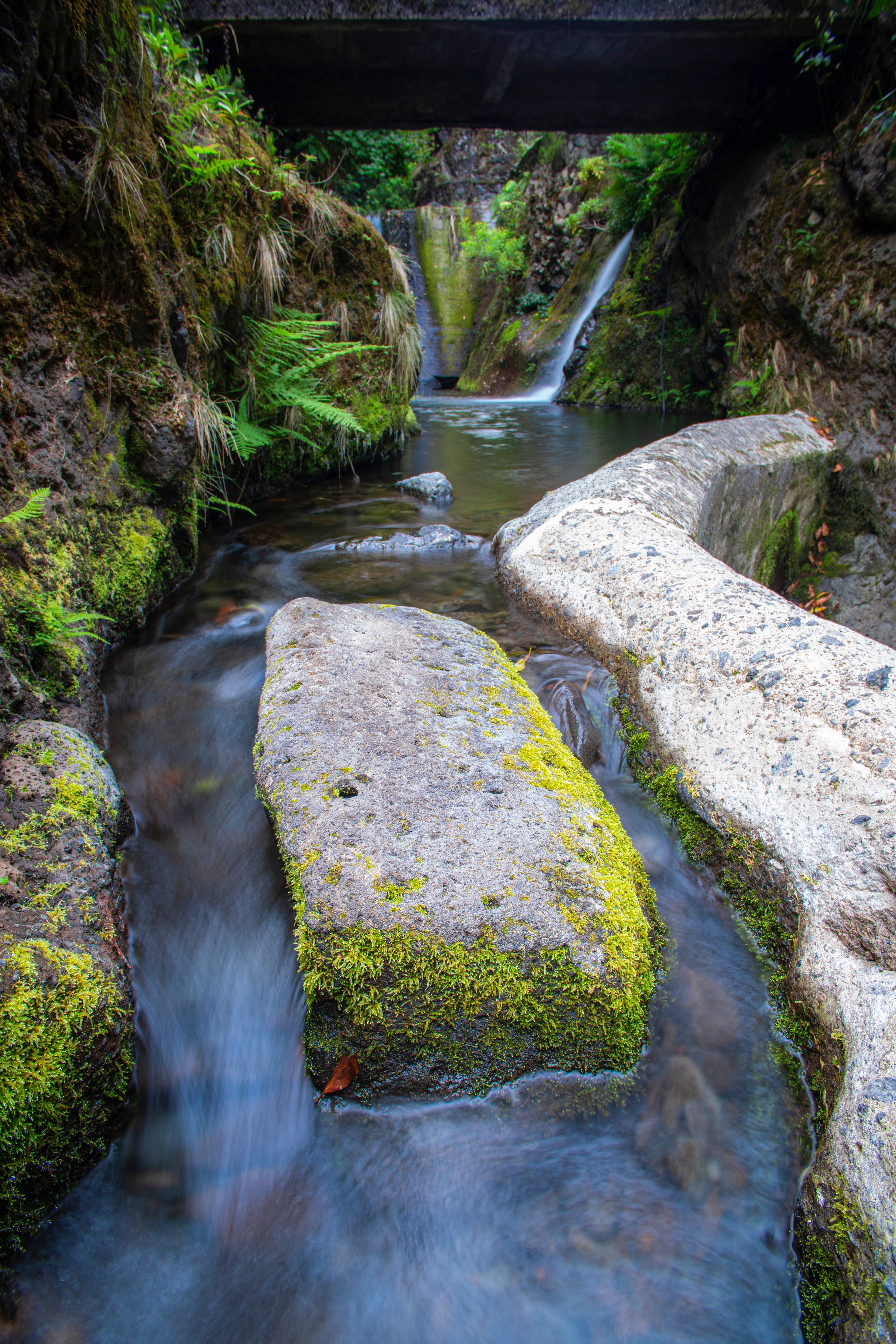 Peaceful stream surrounded by lush greenery and moss-covered rocks in Ribeiro Frio, Madeira.