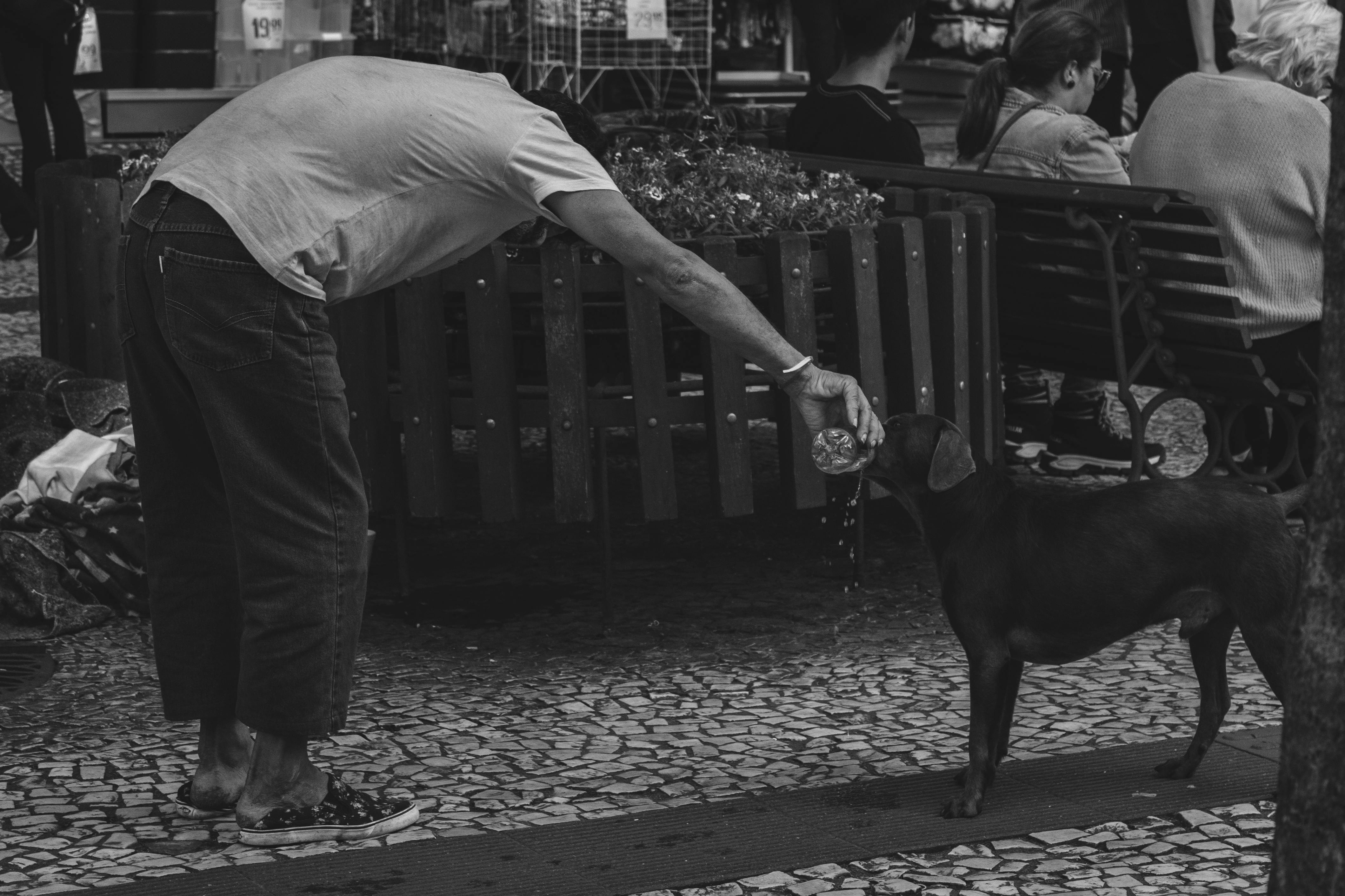 Pet Drink Water Photos, Download The BEST Free Pet Drink Water Stock