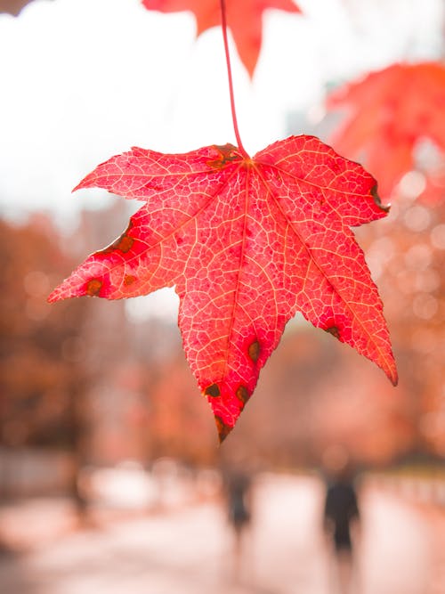 Darmowe zdjęcie z galerii z czerwony liść, jesień, klon
