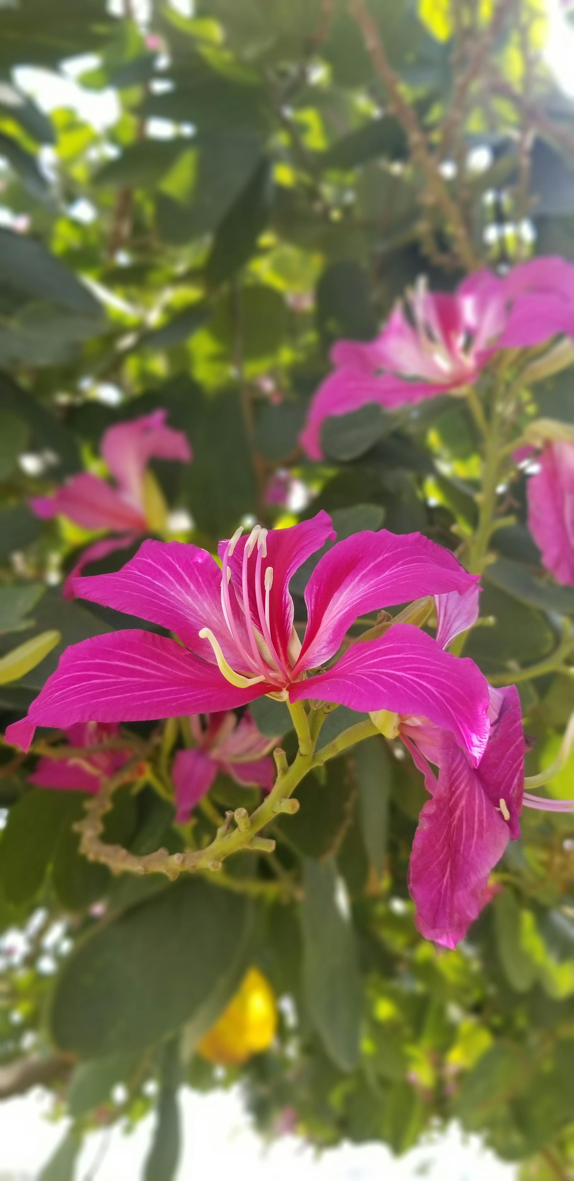 Paling Keren 10+ Gambar Bunga Merah Muda - Gambar Bunga HD