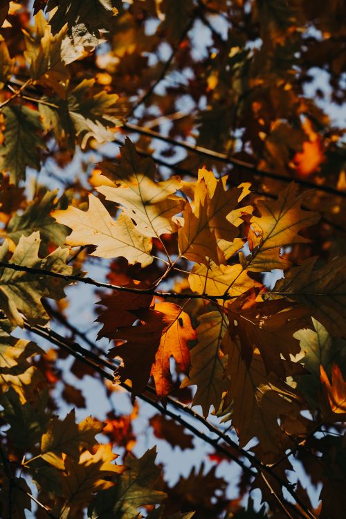 Free Colorful autumn tree leaves in Istanbul, showcasing the fall season's beauty with warm tones and natural light. Stock Photo