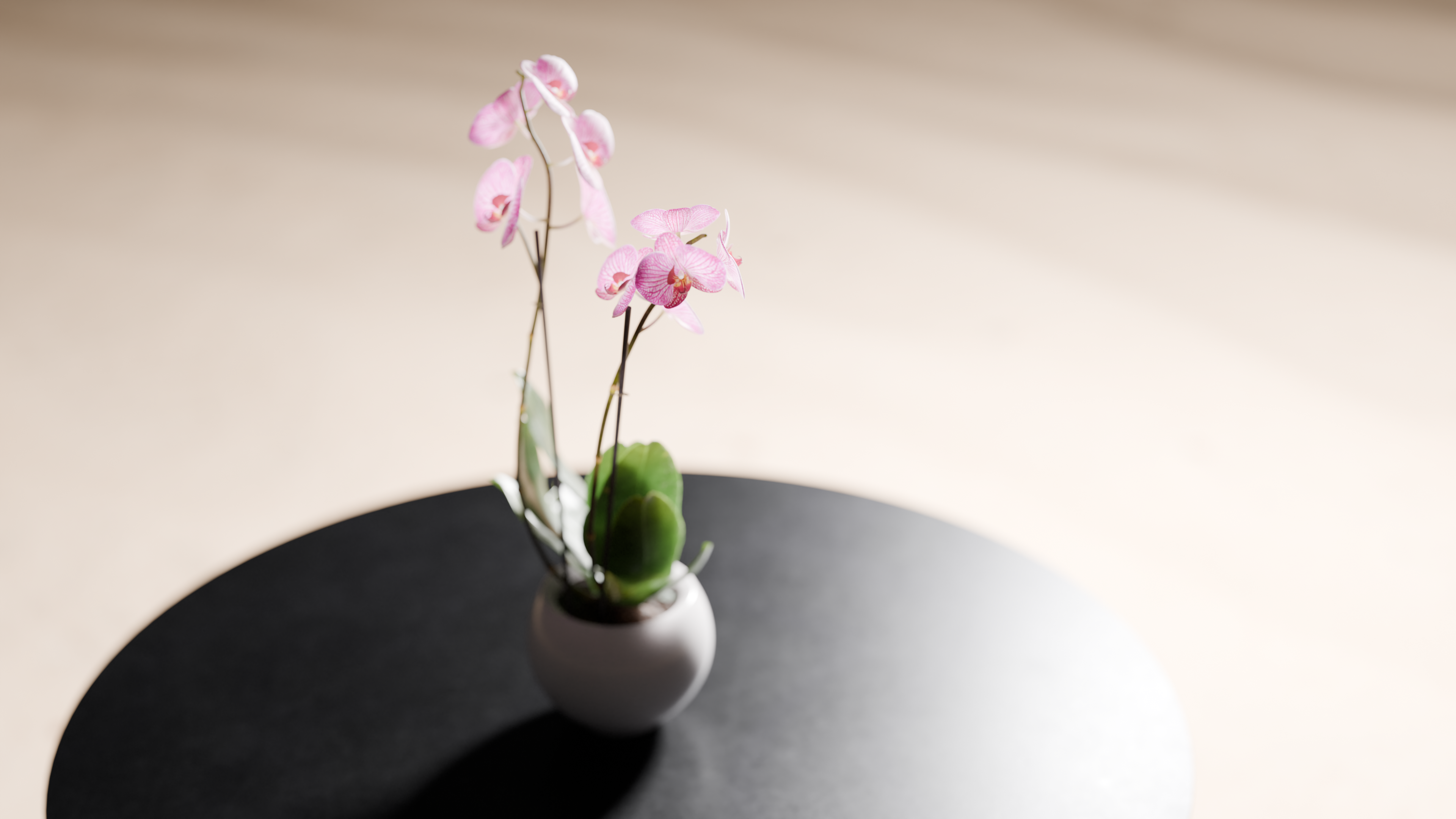 Orchidea bianca in vaso elegante