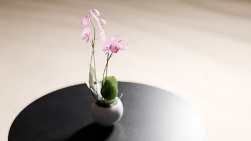 Flowers on Table