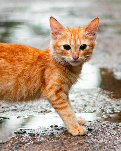 Foto stok gratis anak kucing, cute, fotografi binatang