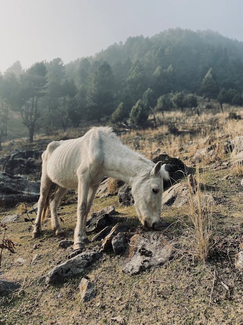 Foto profissional grátis de cavalo, cavalo branco, cavalo faminto
