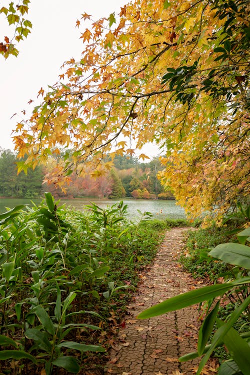 Sidewalk Below a Tree During Autumn