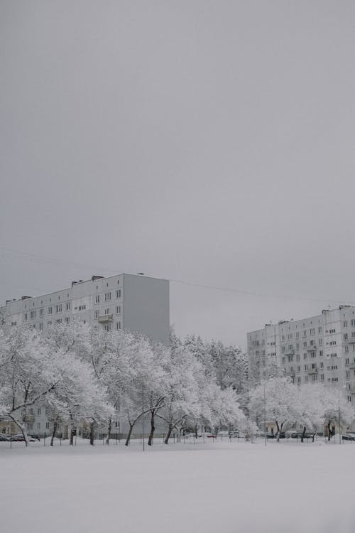 Безкоштовне стокове фото на тему «будівлі, вертикальні постріл, дерева»