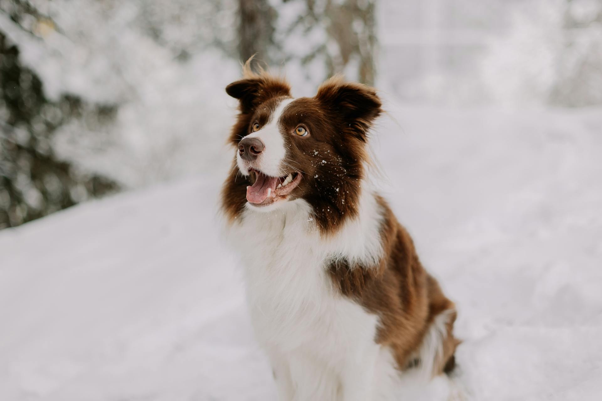 Happy Border Collie in Snow