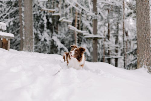 border collie, hayvan fotoğrafçılığı, kabarık içeren Ücretsiz stok fotoğraf