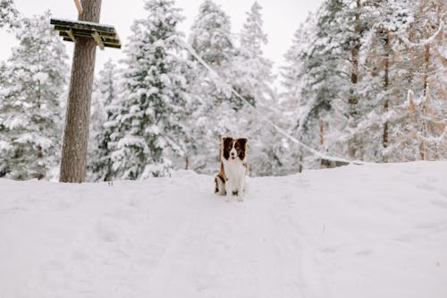 Gratis stockfoto met bomen, border collie, Bos