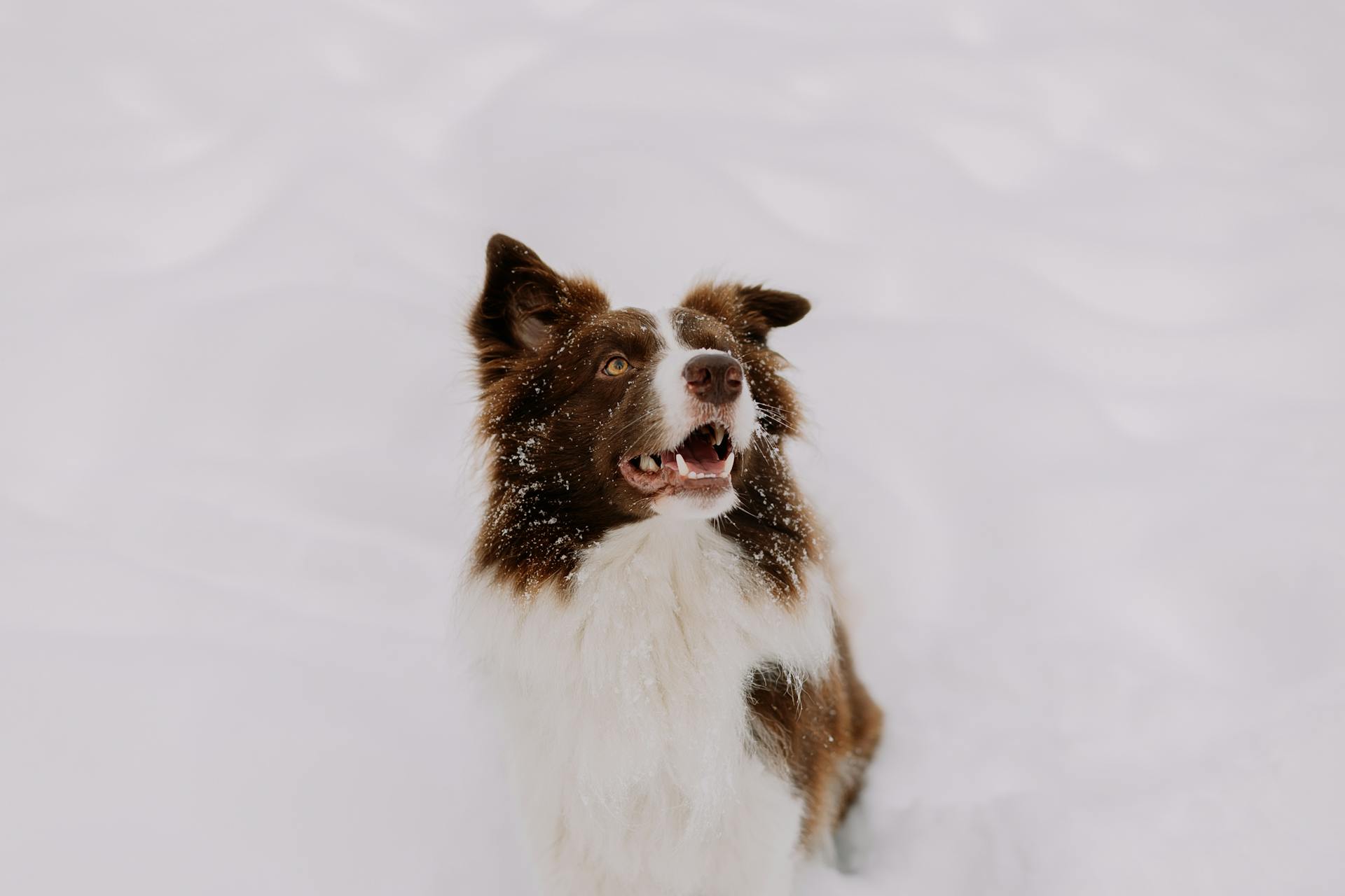 Happy Border Collie