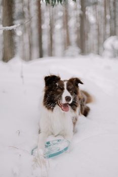 A playful border collie lies in a snowy forest with a frisbee in its paws, exuding joy.