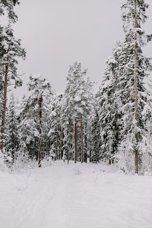 Gratis stockfoto met bomen, Bos, decor