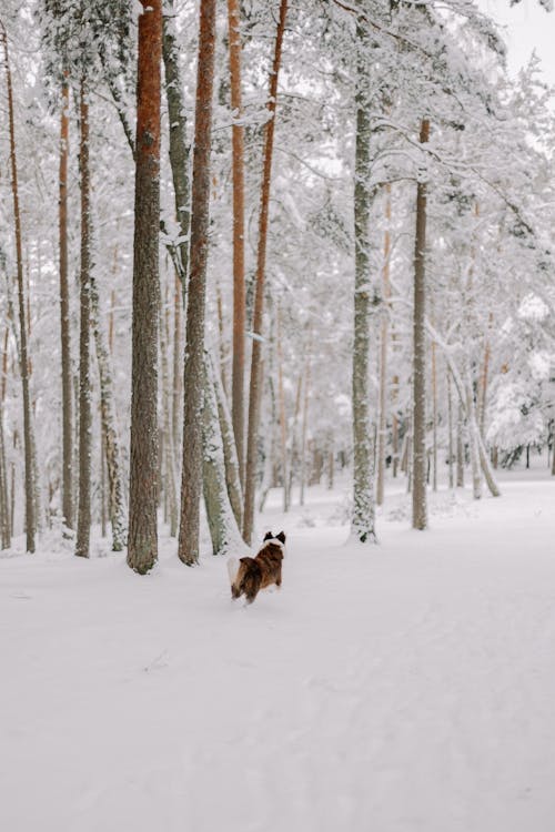 Dog near Trees in Forest in Snow