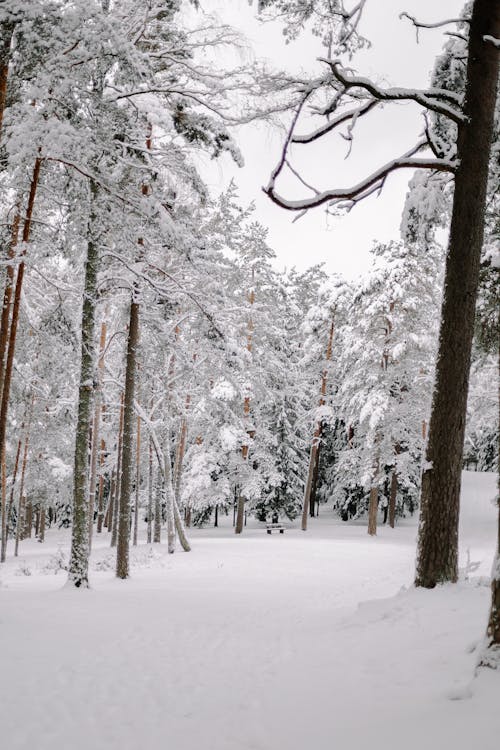 Gratis stockfoto met bomen, Bos, decor