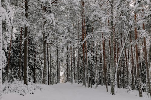 Бесплатное стоковое фото с деревья, зима, лес