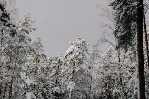 Photos gratuites de à feuilles persistantes, conifère, forêt