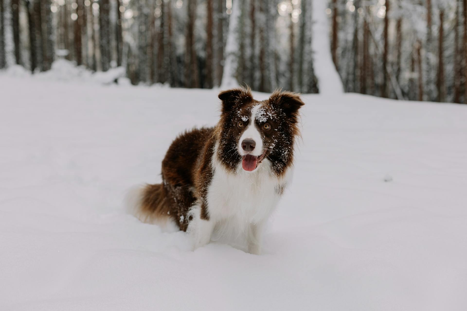 Border Collie Dog Standing in Snow in a Forest