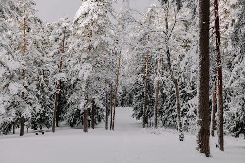 Foto d'estoc gratuïta de arbres, banc, bosc