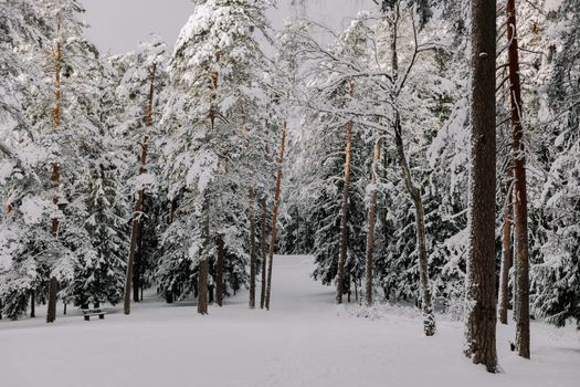Snow Covered Pine Trees in a Park