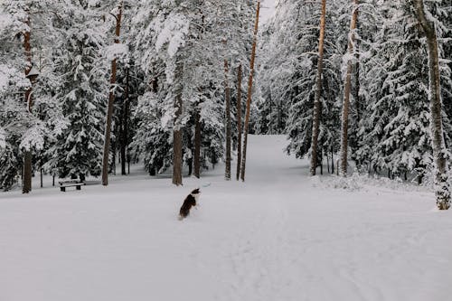 Gratis lagerfoto af dyr, forkølelse, hund