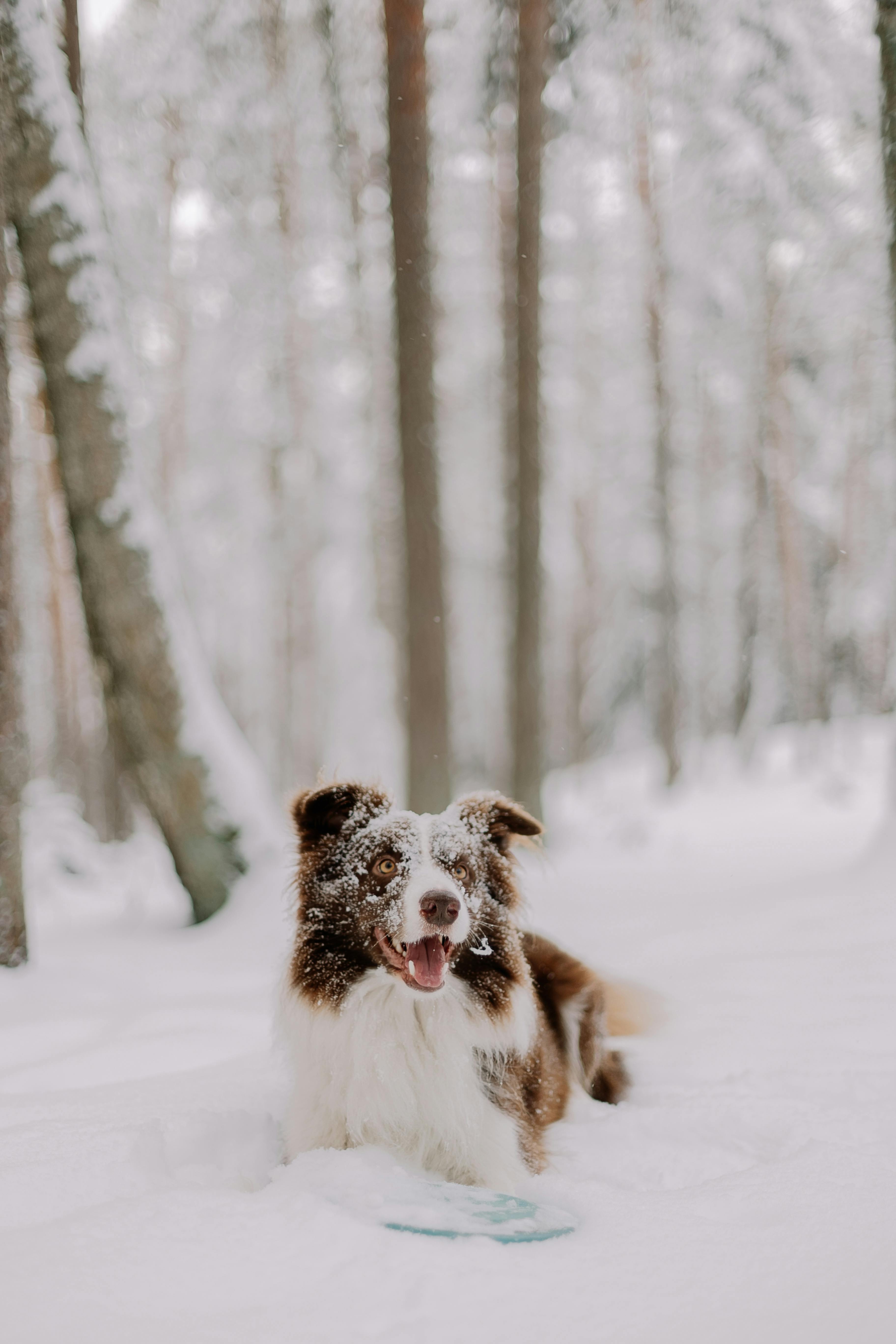 Cute border collie enjoying winter fun in a snowy forest.