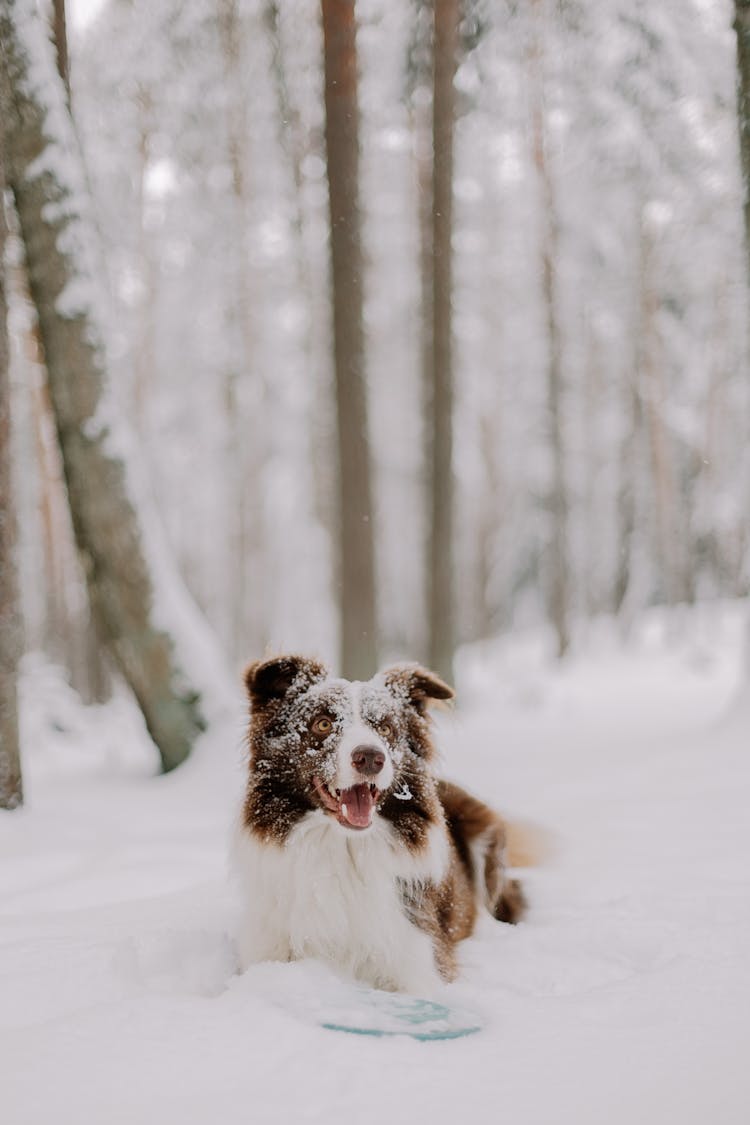 Dog Playing With Frisbee In Winter Park