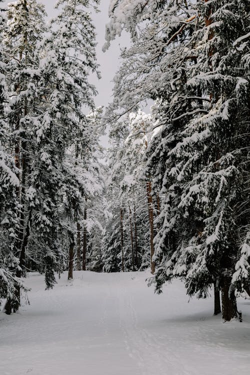 Gratis stockfoto met bedekt, bomen, Bos