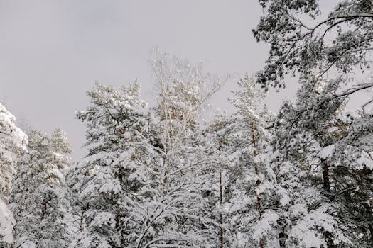 Captivating view of snow-covered evergreen trees in a tranquil winter forest.