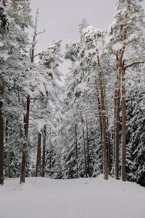 Winter Forest with Snow