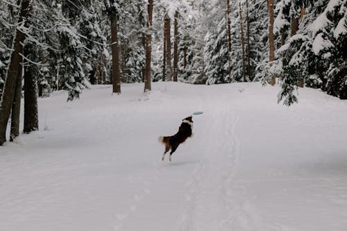 Gratis lagerfoto af dyrefotografering, forkølelse, frisbee