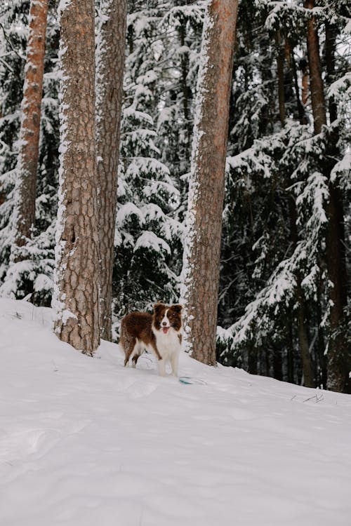 Border Collie in Snow