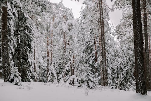 Coniferous Forest in Winter