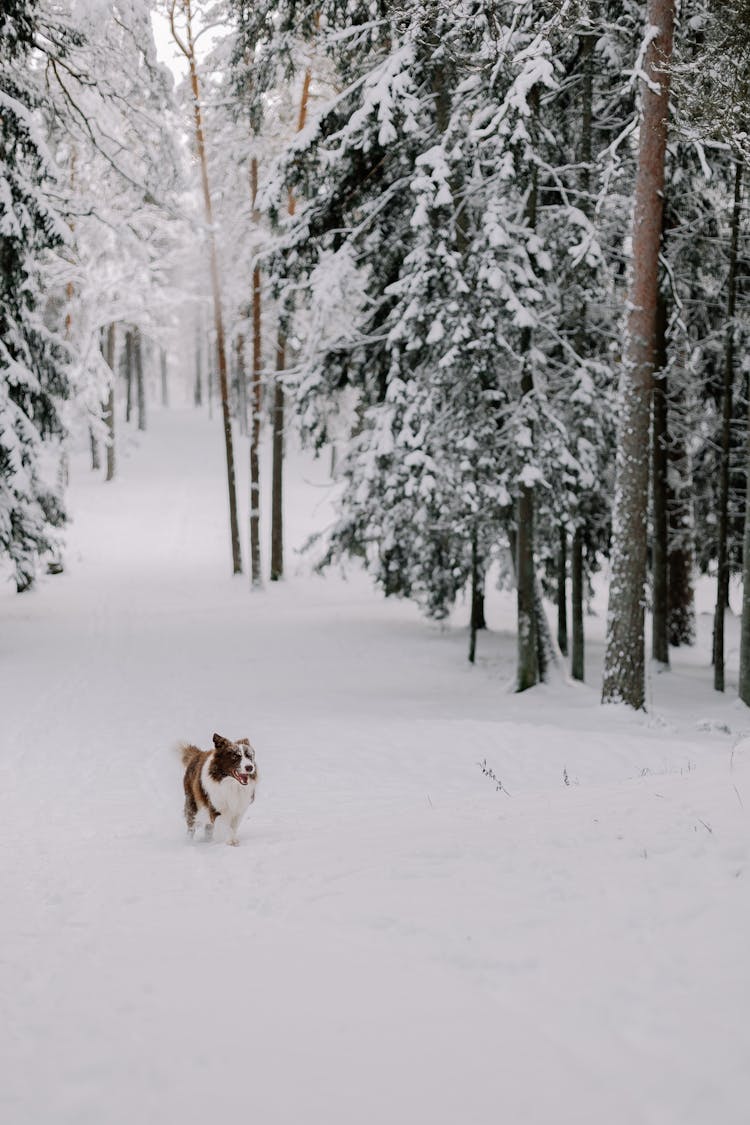 Dog Walking In Snow In A Winter Forest