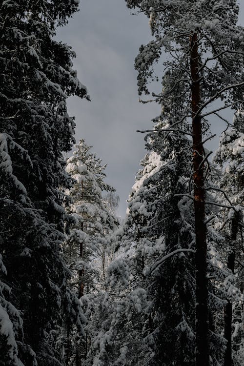 Foto d'estoc gratuïta de arbres, bosc, congelat