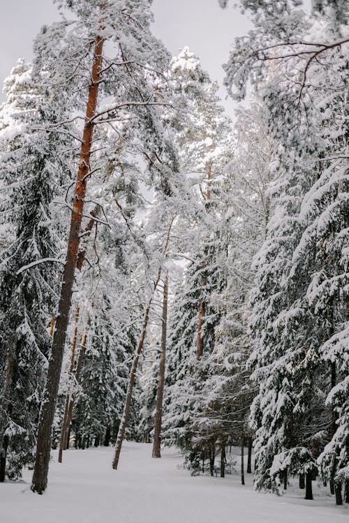 Coniferous Forest in Snow