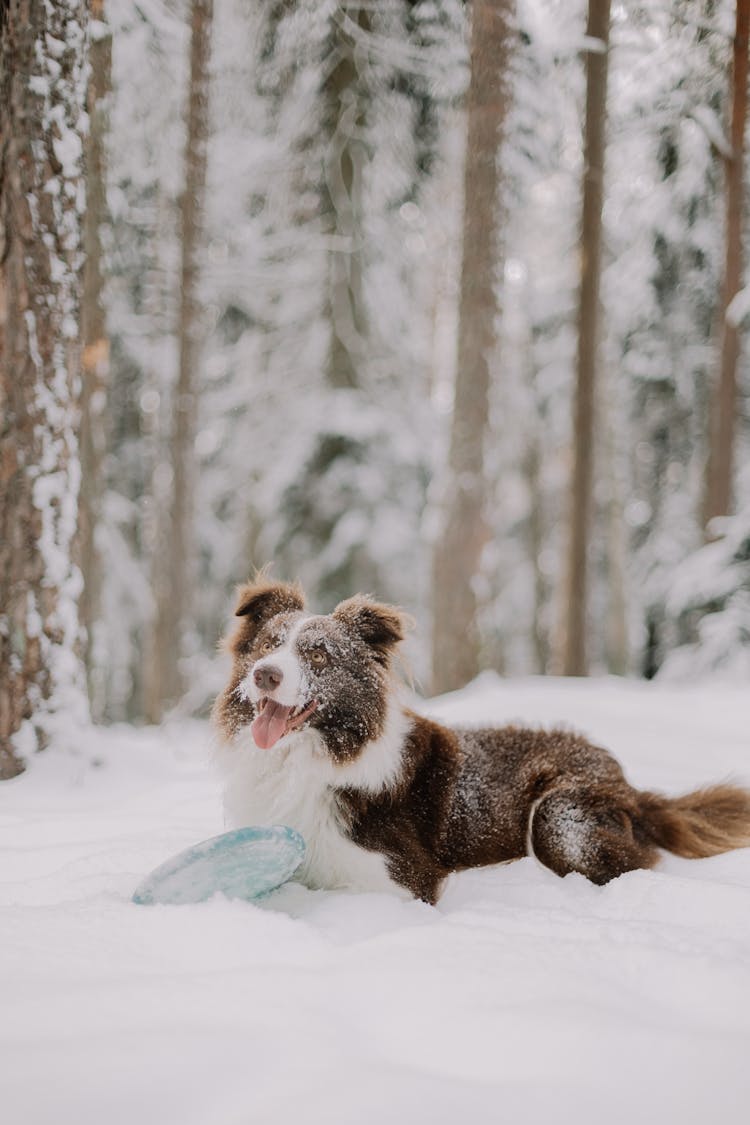 Snow Covered Dog Lying In Snow With A Green Frisbee