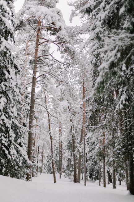 Tranquil snow-laden pine forest captured in a vertical winter scene.