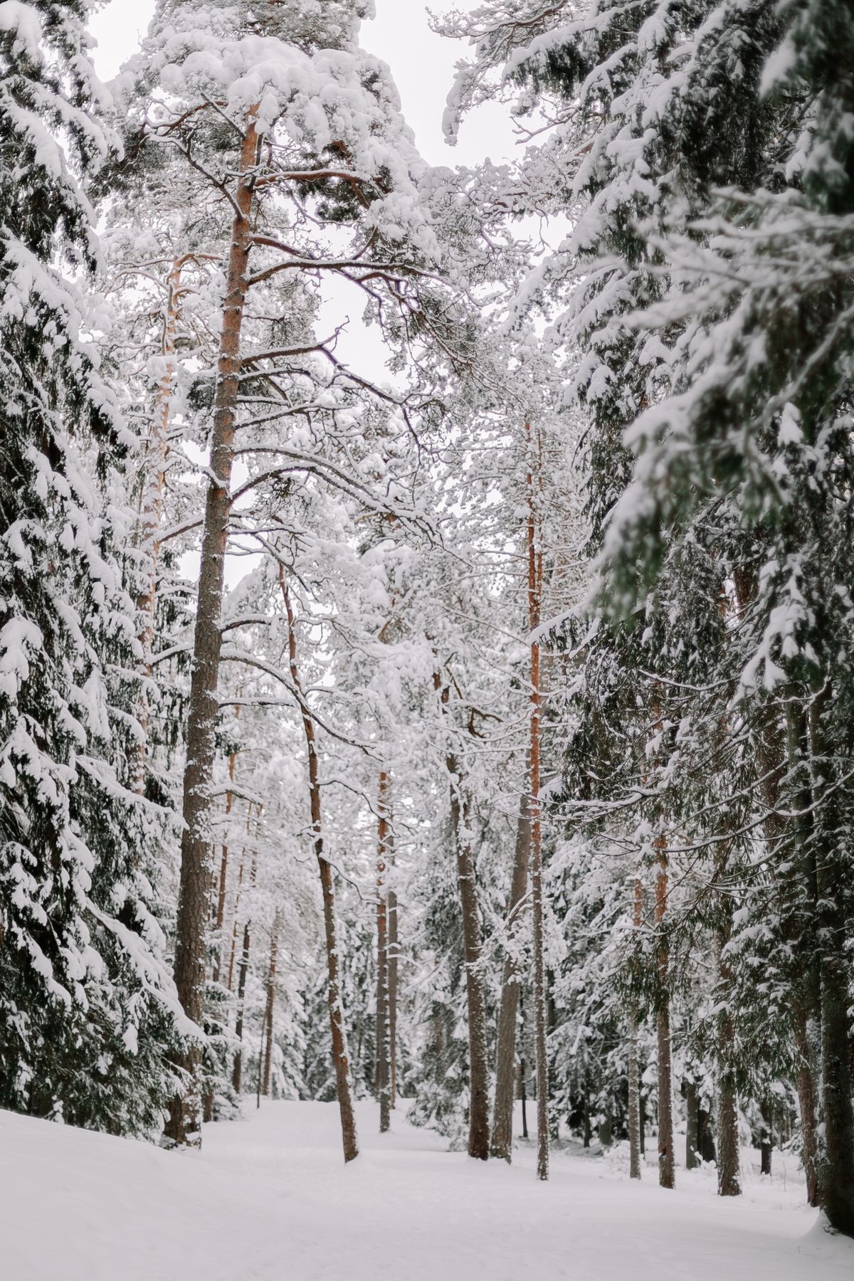 Snow-laden pine trees in a tranquil Swedish winter — the kind of silent landscape that frames every Swedish December