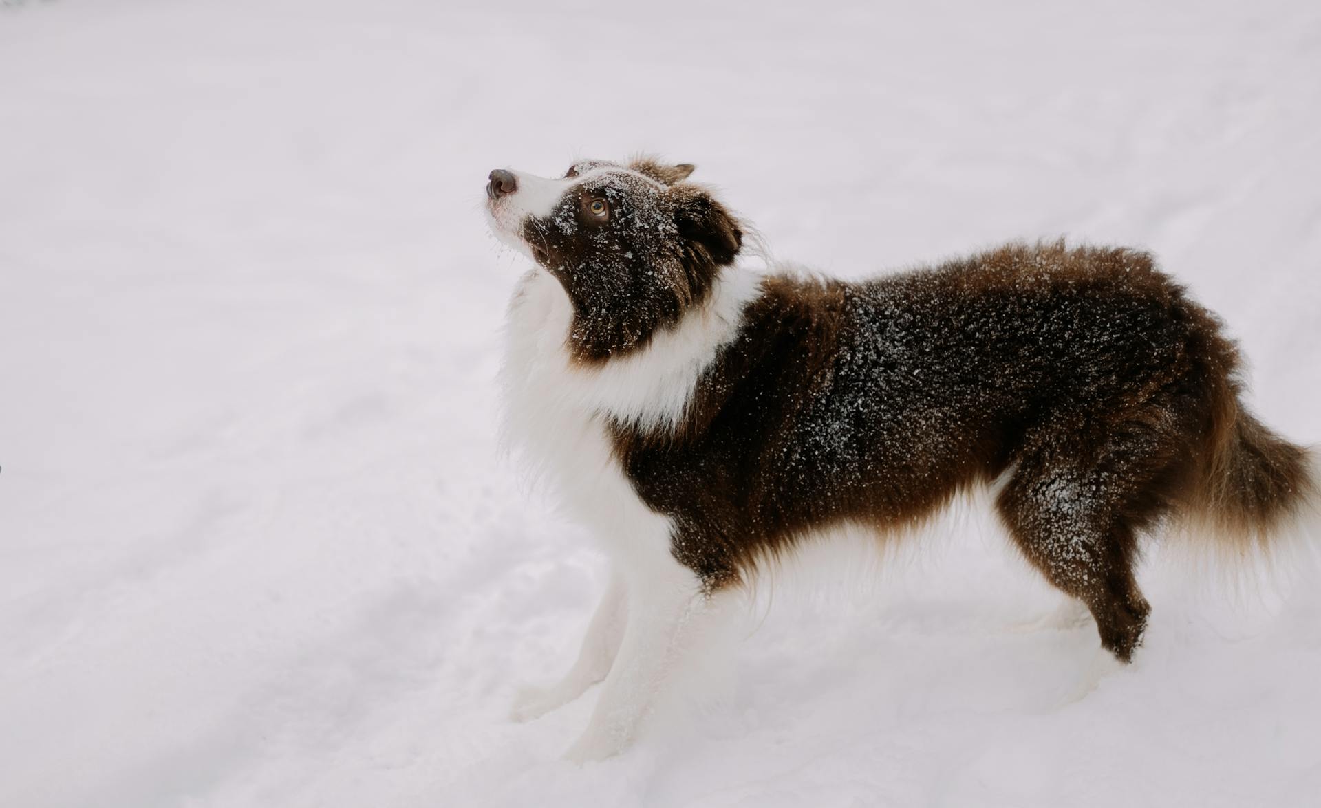 Brown and White Dog Standing in Snow