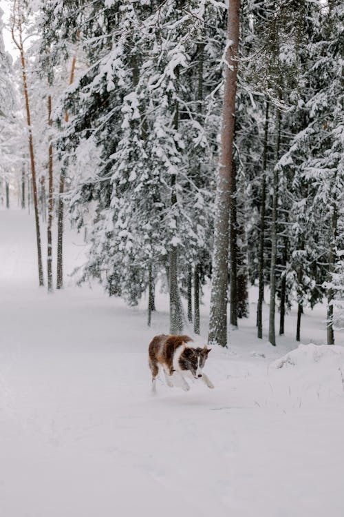 Dog in a Coniferous Forest Covered with Snow 