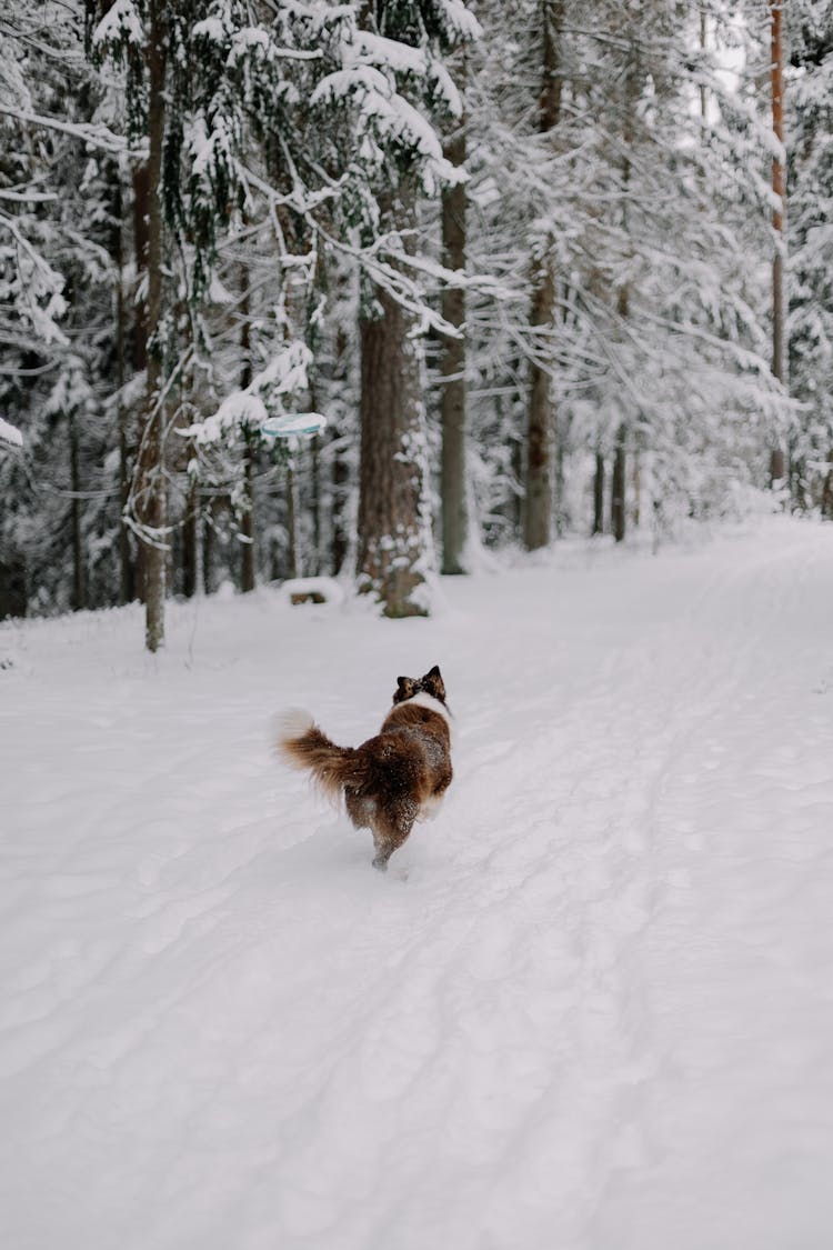 Border Collie Running In Snow